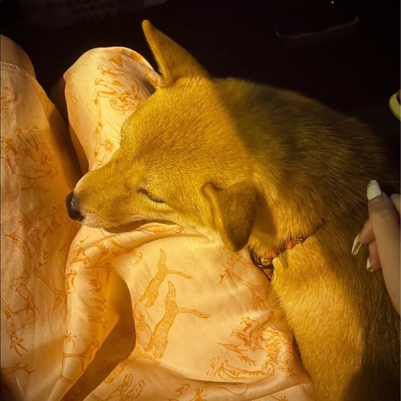 Meet your Posher, Ying - Picture 1 of 1